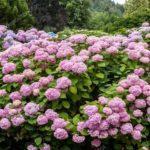 depositphotos_202472532-stock-photo-colorful-blooming-hydrangea-background-min
